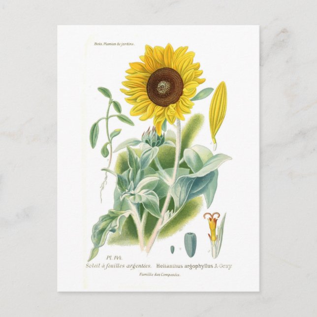 Helianthus argophyllus postkarte (Vorderseite)