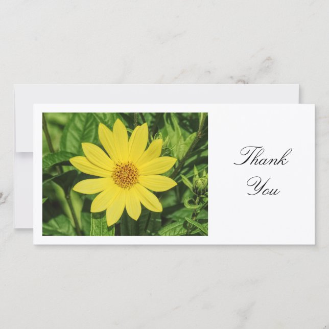Helianthus 'Lemon Queen' Sonnenblume - Danke (Vorderseite)