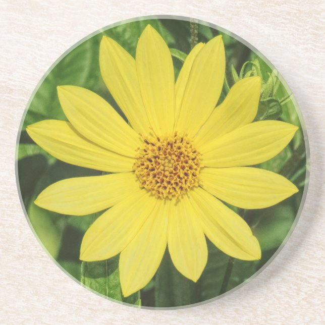 Helianthus 'Lemon Queen' Sonnenblume Getränkeuntersetzer (Vorne)