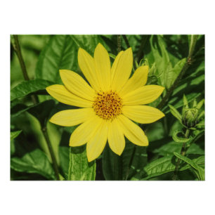 Helianthus 'Lemon Queen' Sonnenblume Poster