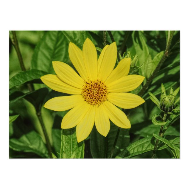Helianthus 'Lemon Queen' Sonnenblume Poster (Vorderseite)
