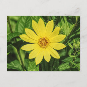 Helianthus 'Lemon Queen' Sonnenblume Postkarte