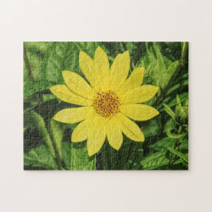 Helianthus 'Lemon Queen' Sonnenblume Puzzle