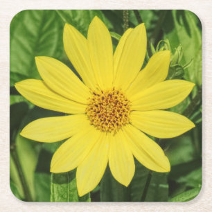 Helianthus 'Lemon Queen' Sonnenblume Rechteckiger Pappuntersetzer