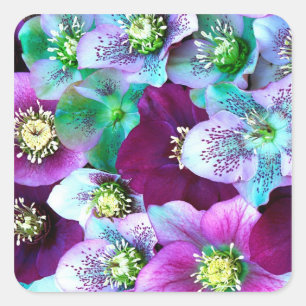 Heliborus-Muster einer winterblühenden Blume, Quadratischer Aufkleber