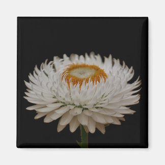 Helichrysum-Blütenmagnet Magnet