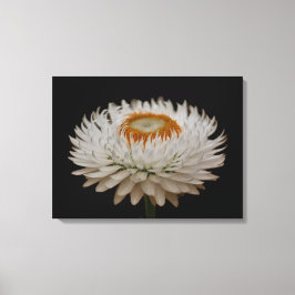 Helichrysum Flower Canvas Print Leinwanddruck