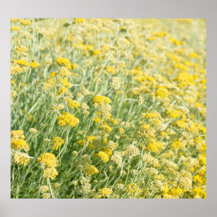 Helichrysum italicum Feld, blühende Nahaufnahme. Poster