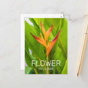 Heliconia Blume Design der Pflanze Feiertagspostkarte