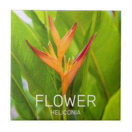 Heliconia Blume Design der Pflanze Fliese
