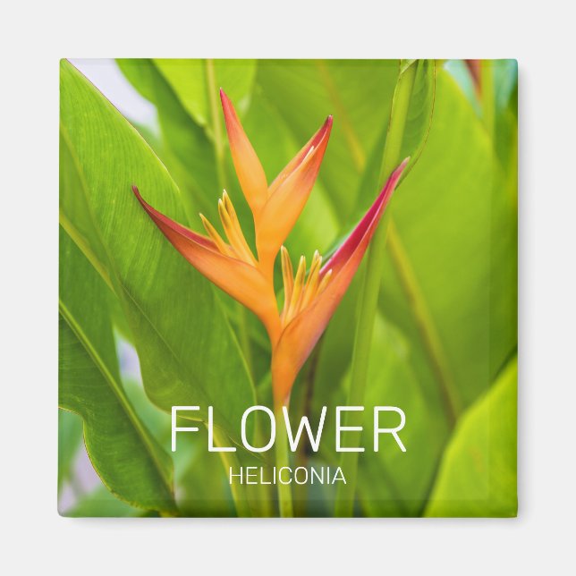 Heliconia Blume Design der Pflanze Magnet (Vorne)