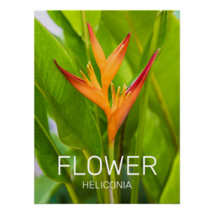Heliconia Blume Design der Pflanze Poster