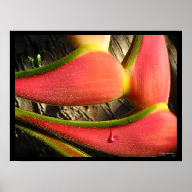 Heliconia Blume Poster drucken (Vorne)