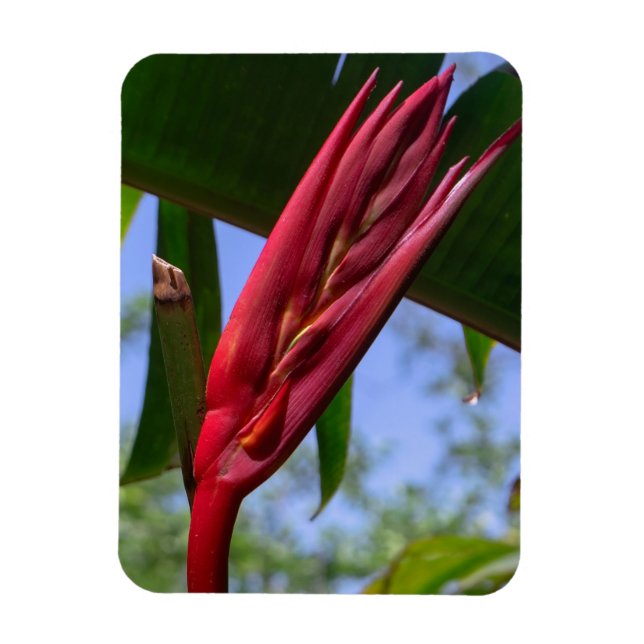 Heliconia Lobster Claw Magnet (Vertikal)