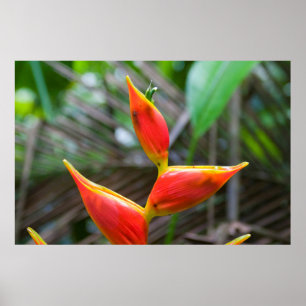 Heliconia Pflanze, Iquitos, Maynas, Peru Poster