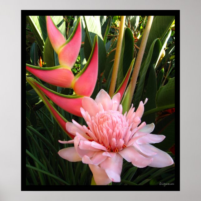 Heliconia Pink Torch Ginger Hawaiian Poster Prints (Vorne)