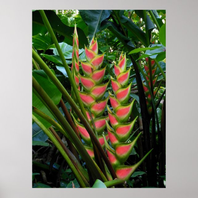 Heliconia Poster (Vorne)