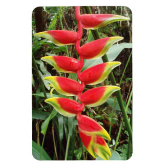 Heliconia rostrata Blume Flexibles Foto Magnet