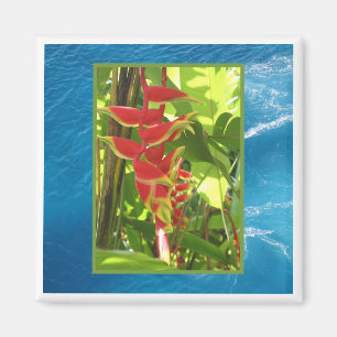 Heliconia rostrata magnet