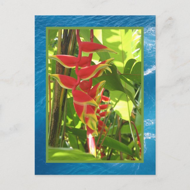 Heliconia rostrata postkarte (Vorderseite)
