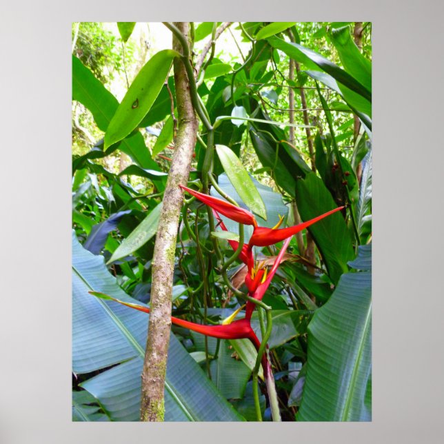 Heliconia und Vanilla Poster (Vorne)