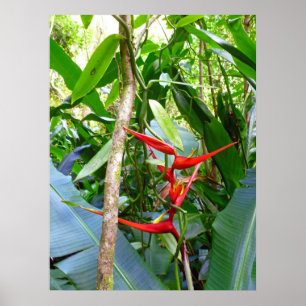 Heliconia und Vanille-Orchideen-Rebe Poster