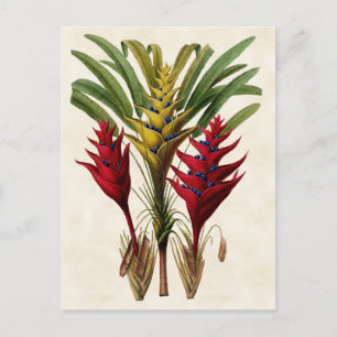 Heliconia Vintag Botanical Postkarte
