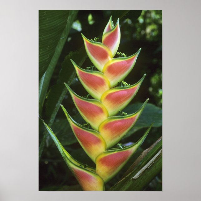 Heliconias, Heliconia walkeriana), La Selva Poster (Vorne)