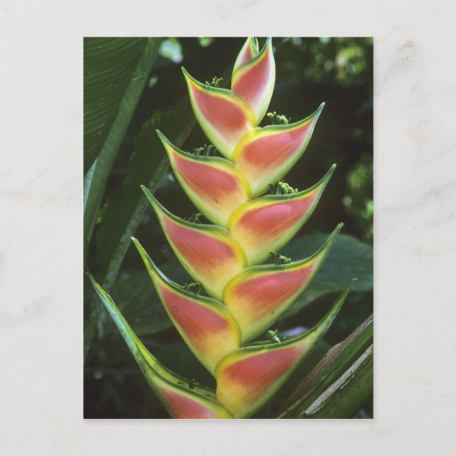 Heliconias, Heliconia walkeriana), La Selva Postkarte (Vorderseite)