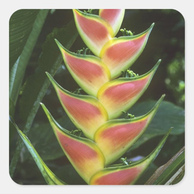 Heliconias, Heliconia walkeriana), La Selva Quadratischer Aufkleber (Vorderseite)