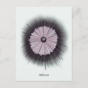 Heliozoa Mikrobiologie Geek Digitale Kunst Postkarte