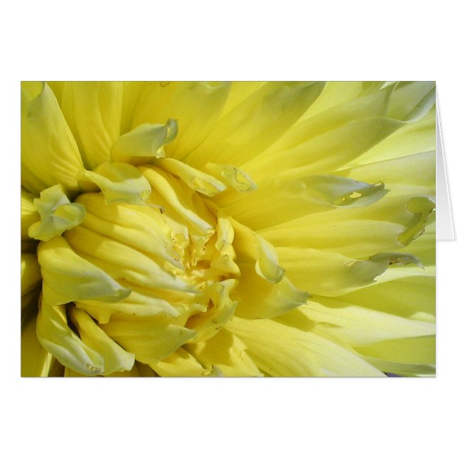 Hell, Lemon Yellow Dahlia (Vorderseite (Horizontal))
