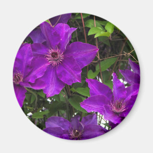 Hell Lila Jackmanii Clematis Vine Magnet