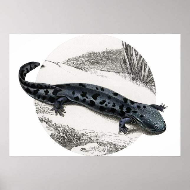 Hellbender Salamander Poster (Vorne)