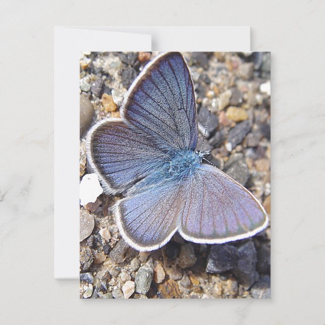 Hellblauer Schmetterling (Vorderseite)