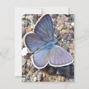 Hellblauer Schmetterling