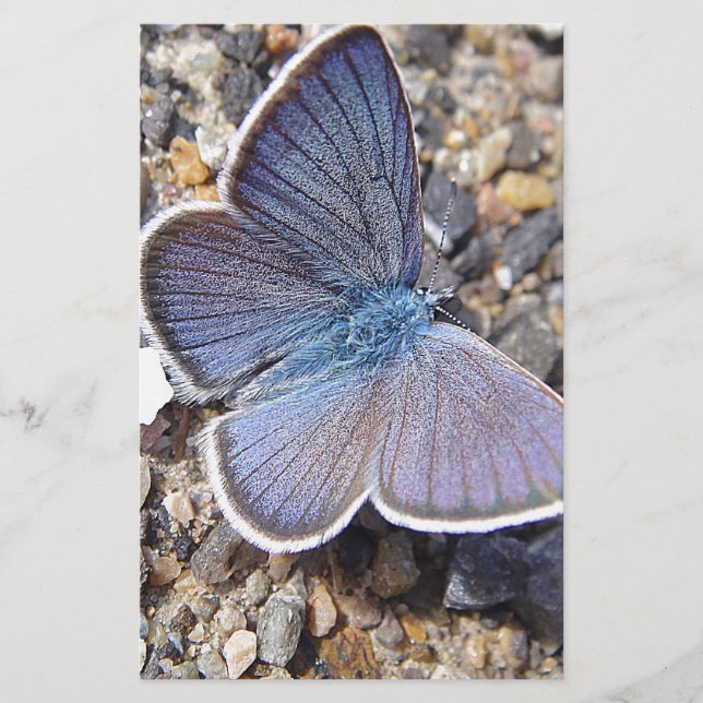 Hellblauer Schmetterling Briefpapier (Vorderseite)