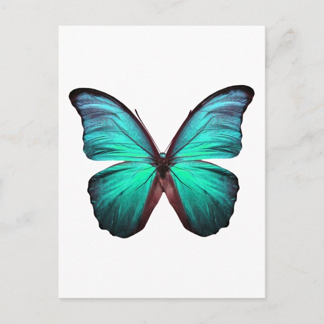 Helle Aquamarin Butterfly Postkarte (Vorderseite)
