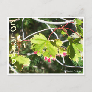 Helle Blätter - CO Postkarte