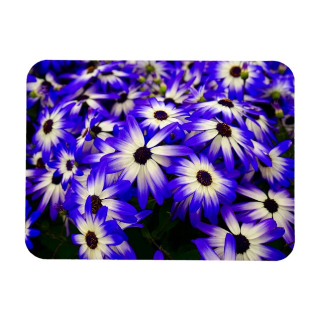 Helle blaue und weiße digitale Blume Magnet (Horizontal)