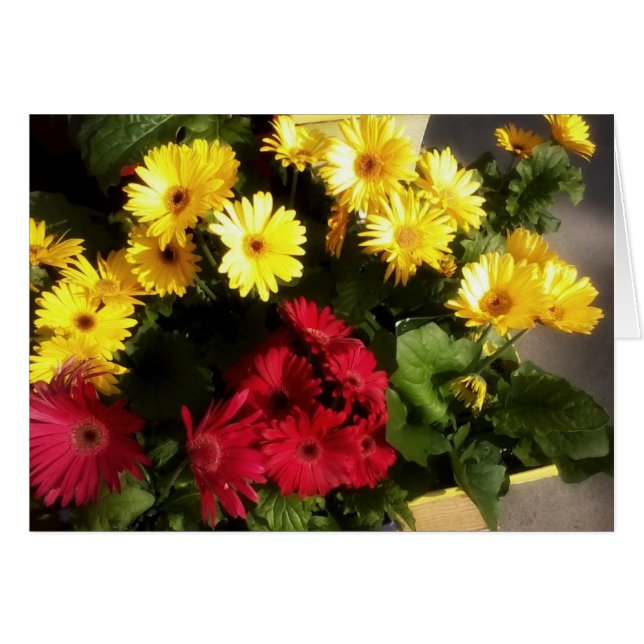 Helle Blume (Vorderseite (Horizontal))