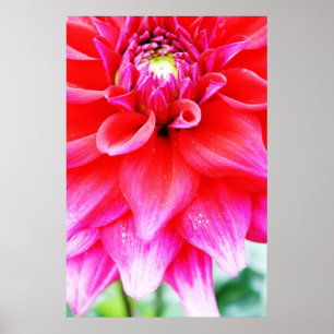 Helle Blume Poster