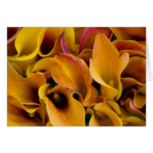 Helle bunte Calla-Lilien auf dem