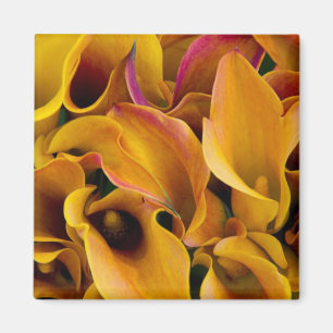 Helle bunte Calla-Lilien auf dem Magnet