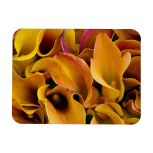 Helle bunte Calla-Lilien auf dem Magnet