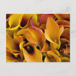 Helle bunte Calla-Lilien auf dem Postkarte