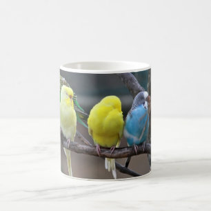 Helle bunte Parakeets Budgies plappert Vögel nach Kaffeetasse