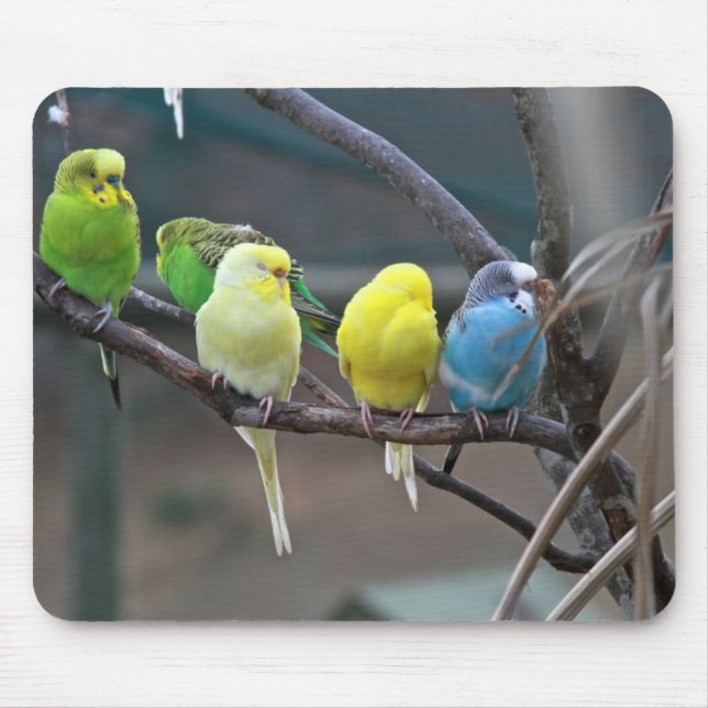 Helle bunte Parakeets Budgies plappert Vögel nach Mousepad (Vorne)
