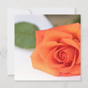 Helle Farben Orange Rose Ihrer Textflachkarte