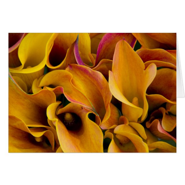 Helle, farbenfrohe Calla-Lilien (Vorderseite (Horizontal))